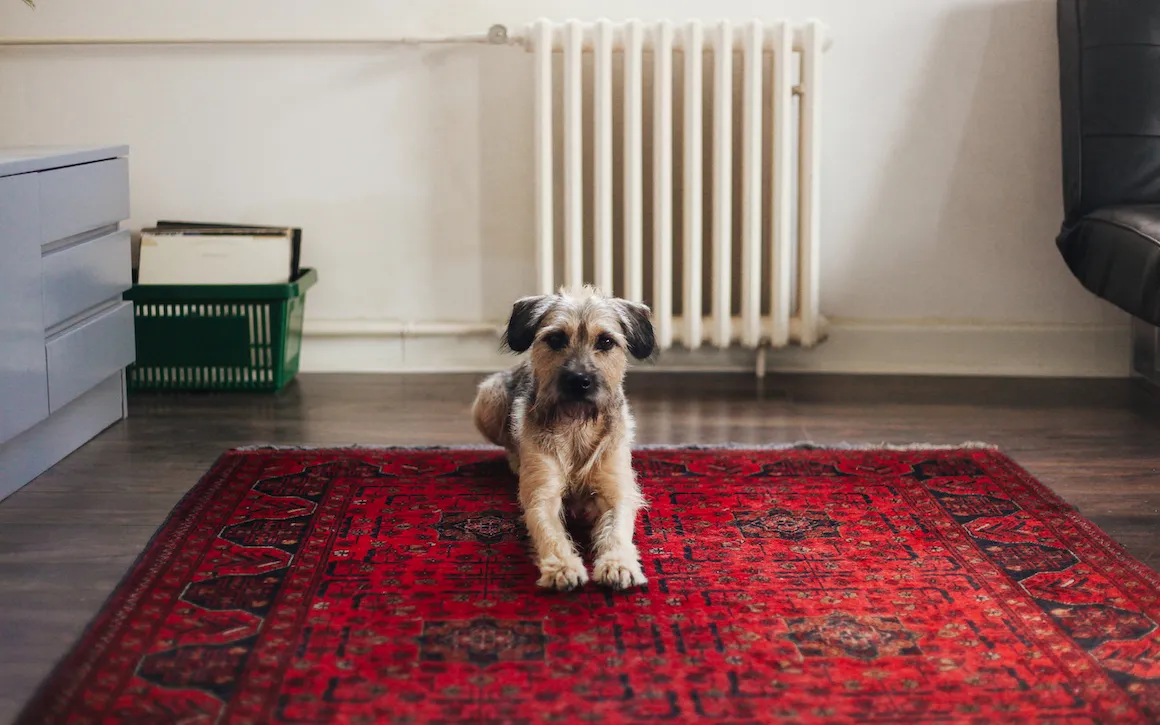 Rug Pet Stain Removal